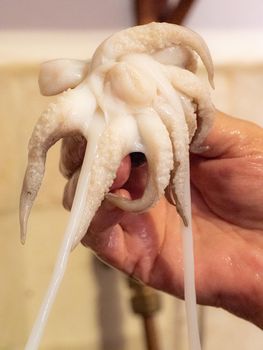 cleaning a raw adriatic cuttlefish at home in Numana, Marche, Italy