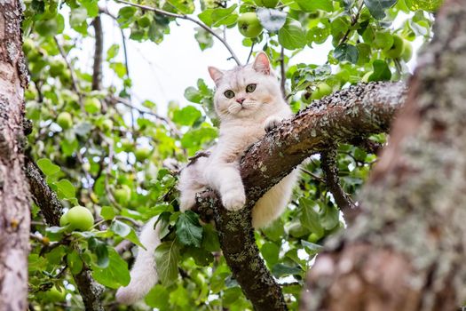 A cute white cat lies relax on a branch of an old apple tree in the garden, green apples hang nearby. Close up. Copy space