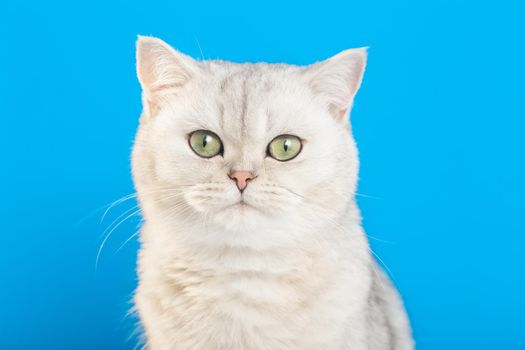 Close-up of an adorable white british cat on a blue background looks at camera. Copy space