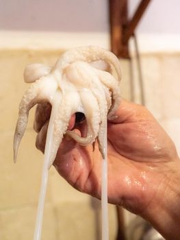 cleaning a raw adriatic cuttlefish at home in Numana, Marche, Italy