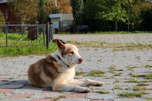 A large stray dog lies on the paving slabs in the middle of the city square