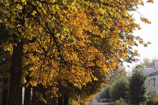 Autumn cityscape. Trees with yellow and red leaves. Beauty of nature.