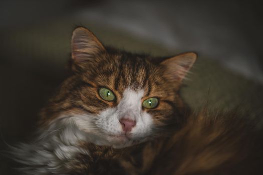 Portrait of a cat with green eyes. High quality photo