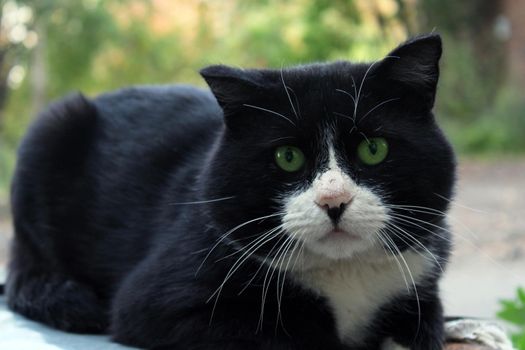 A large black cat with a white muzzle and green eyes close-up looks straight ahead