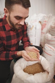 Vertical shot of a bearded handsome brewer examining barley seeds