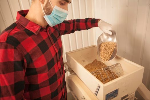 Brewer wearing medical face mask, working at his microbrewery, pouring barley seeds into grain mill