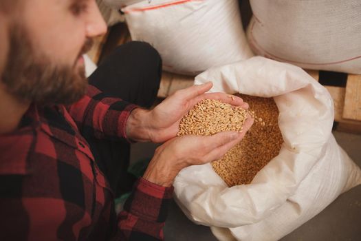 Cropped shot of a bearded brewer holding barley seeds, working at his beer factory