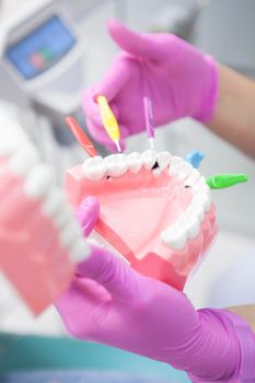 Vertical close up of jaw model with interdental brushes between teeth in hands of professional dentist