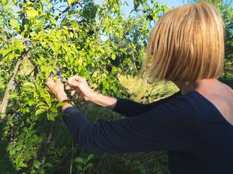 elegant lady picking plums and peaches in a farm during summer