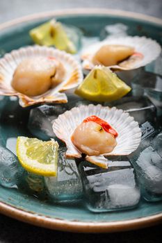 Close-up of raw fresh uncooked scallops in shells on ice, with lemon, on grey rustic concrete background, close-up. Seafood concept, angle view