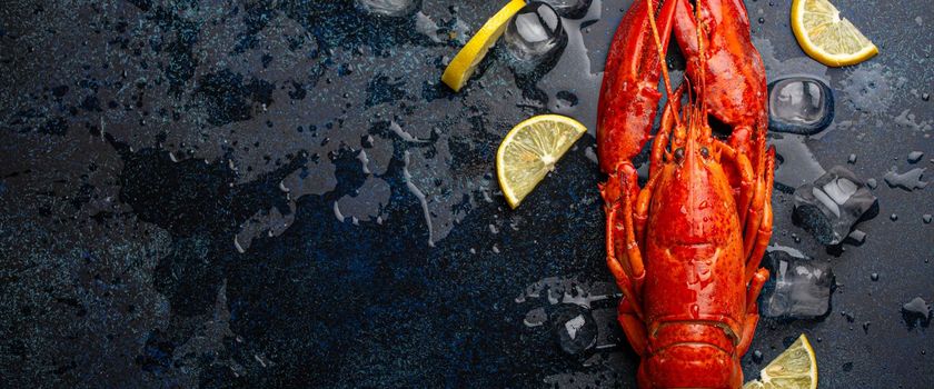 Boiled cooked red whole lobster ready to eat served with lemon wedges and ice cubes top view flat lay on blue concrete stone background, seafood concept with space for text