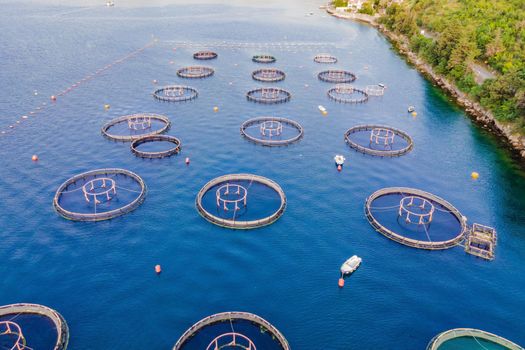 Oyster farm in the Mediterranean. Montenegro, Kotor.