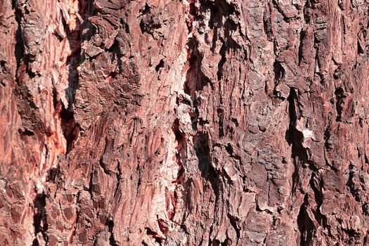 Close-up on bright red tree bark, wood texture