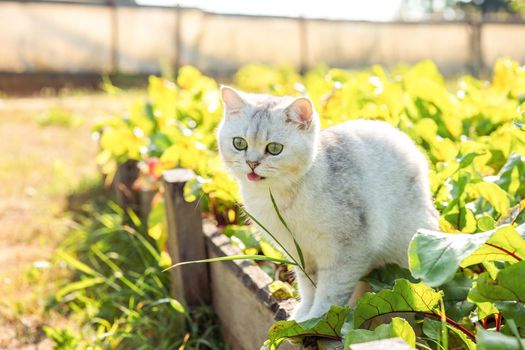 Funny white purebred cat sitting in the garden on a bed with green beet leaves, sticking out his tongue, in summer, on a sunny day