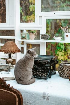 Cat sitting on working desk next to Vintage old fashioned typewriter machine near window, with antique lamp, old books in light shabby chic country cottage interior room.