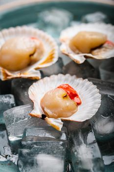 Close-up of raw fresh uncooked scallops in shells on ice, with lemon, on grey rustic concrete background, top view, close-up. Seafood concept, angle view