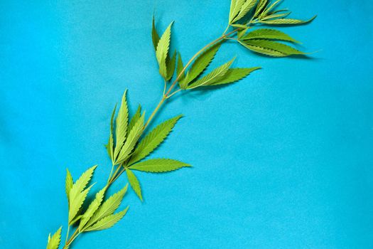 Close up fresh cannabis leaves on a yellow background.