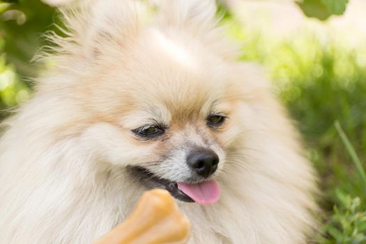 Treats for animals. Picky dog refuses to eat. Bone on blur background