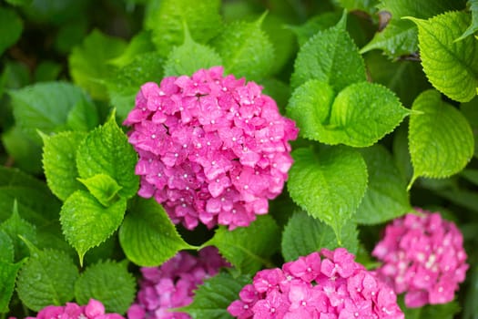 Close up light pink hortensia fresh flowers on green leaves background