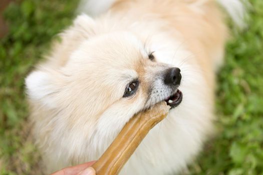 Pomeranian dog chewing a bone on green grass background