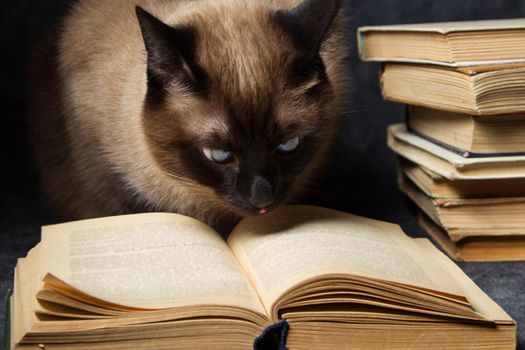 The cat reads the book