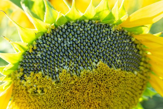 Ripe sunflower with black seeds close-up on the field