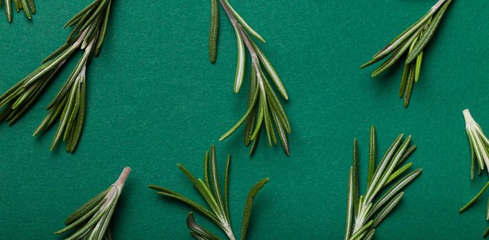 Rosemary food background with rosemary branches on clean simple minimal green paper background from above flat lay composition banner with space for text