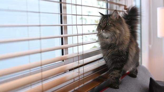 A cute domestic cat standing on couch near the window blinds. Domestic life animals concept.