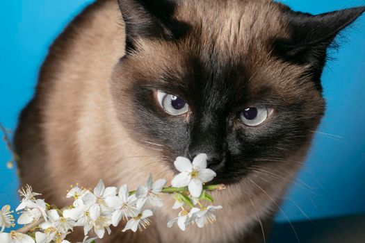 Funny cat sniffs white flowers on a blue background.