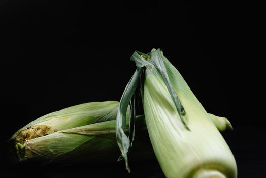 Two corn cobs on a black background. The concept of freshness and harvesting