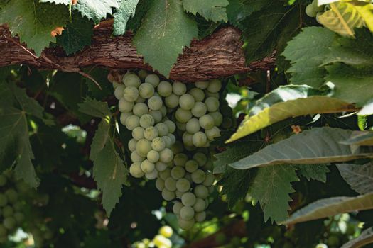 close-up of a bunch of green grapes on the vine illuminated by the sun's rays