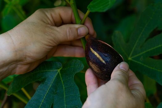 natural brebas collected from a tree