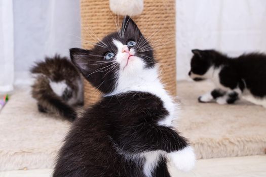 Little funny black kitten raised his paw close up