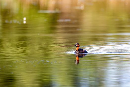 Cute small water bird Little Grebe, Tachybaptus ruficollis, swimming on a river hunting for food.