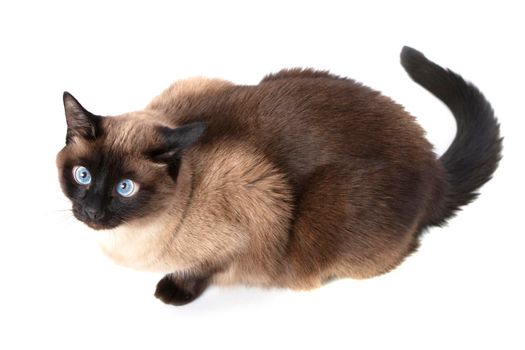 Siamese cat isolated on white background.Beautiful animal.