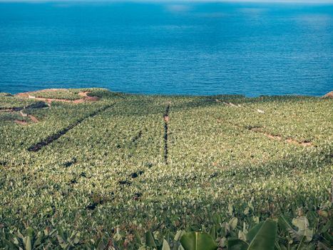 Banana plants to the ocean