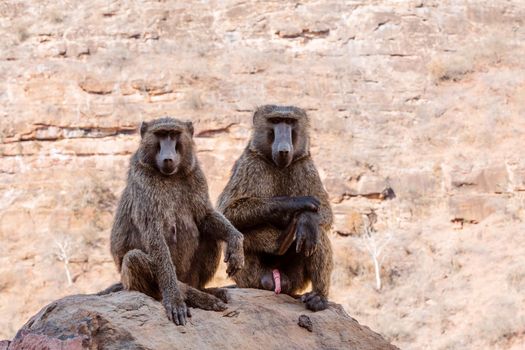 Family of Chacma baboon, papio ursinus, strong african monkey, sitting on the hill edge, also known as the Cape baboon near bridge over blue nile on the road to Dejen. Ethiopia Africa wildlife