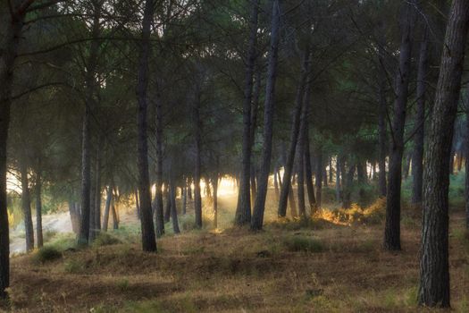 landscape of a pine forest at sunrise illuminated by the sun with yellow lights