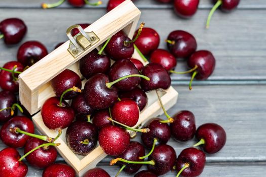 fresh red summer cherries with water drops