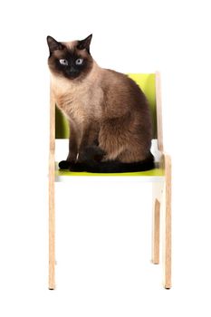 Siamese cat sits on a chair isolated on white background.
