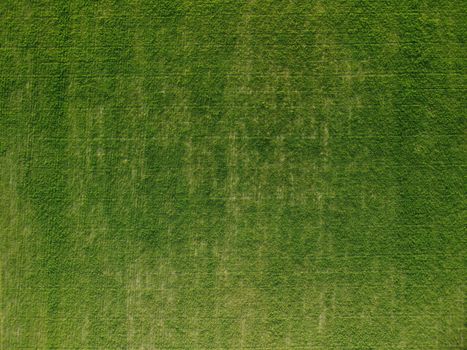 Green wheat field in countryside, close up. Field of wheat blowing in the wind at sunny spring day. Young and green Spikelets. Ears of barley crop in nature. Agronomy, industry and food production