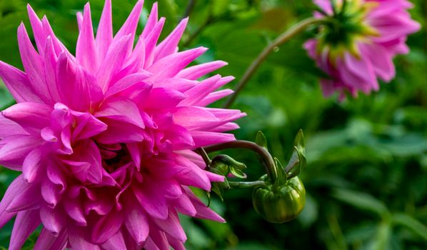 Closeup of a Vibrant pink Dahlia Flower with Blurry Green Shrub in the Backdrop. High quality photo