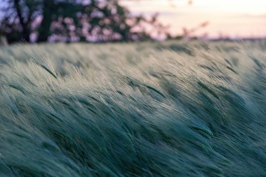 Green wheat field in countryside, close up. Field of wheat blowing in the wind at sunny spring day. Young and green Spikelets. Ears of barley crop in nature. Agronomy, industry and food production