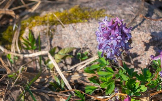 close up violet blooming Primula glutinosa plant, delicate alpine flower with green leaves on rocky background, selective focus. High quality photo