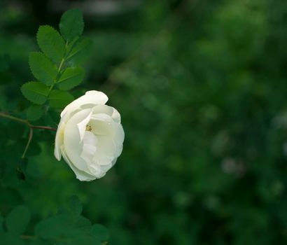 white roseship flower on a dark green background. Card with space for text. High quality photo