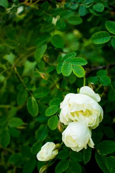 white roseship flower on a dark green background. High quality photo