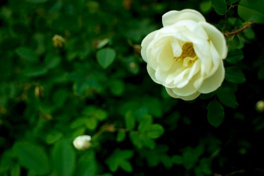 white roseship flower on a dark green background. Card with space for text. High quality photo