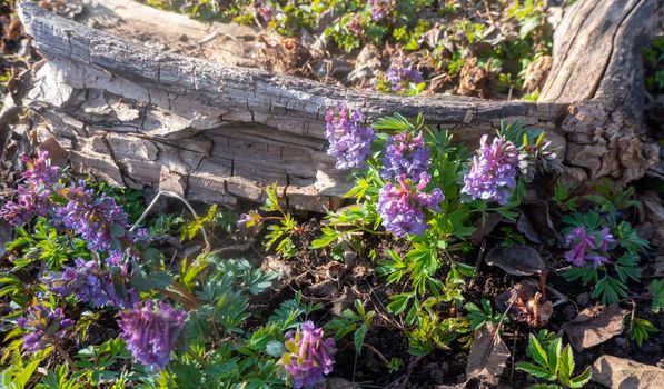 close up violet blooming Primula glutinosa plant, delicate alpine flower with green leaves on rocky background, selective focus. High quality photo