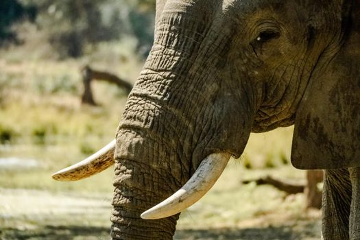 An amazing close up of the face of a huge elephant moving in the waters of an African river