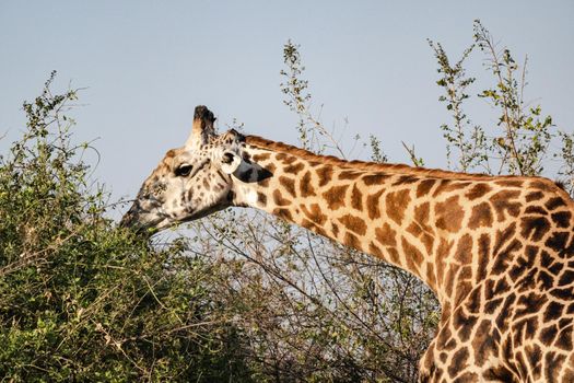 A close-up of a huge giraffe eating in the bush